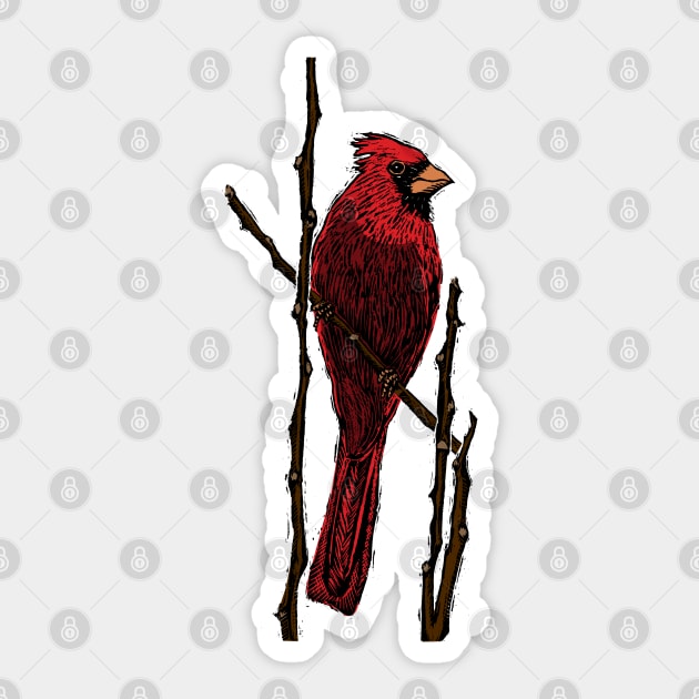 Northern Cardinal Sticker by deancoledesign